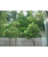 DSC05683